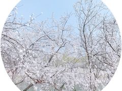 -桃花堤公园