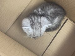 -爱妮康宠物医院·干细胞免疫细胞·肿瘤·心脏(张江店)