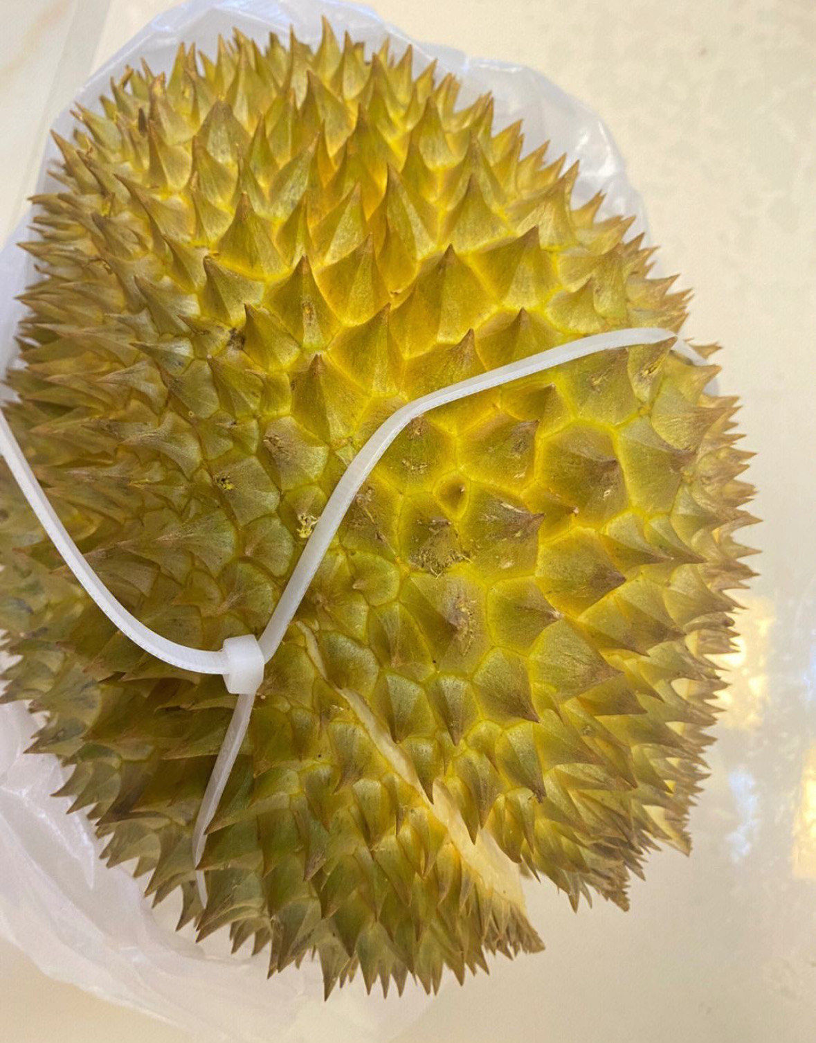 熟透了的小胖子榴莲