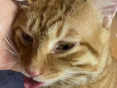 -伟伟宠物医院·瑞派猫友好医院·猫科(光谷店)