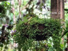 -中国科学院西双版纳热带植物园