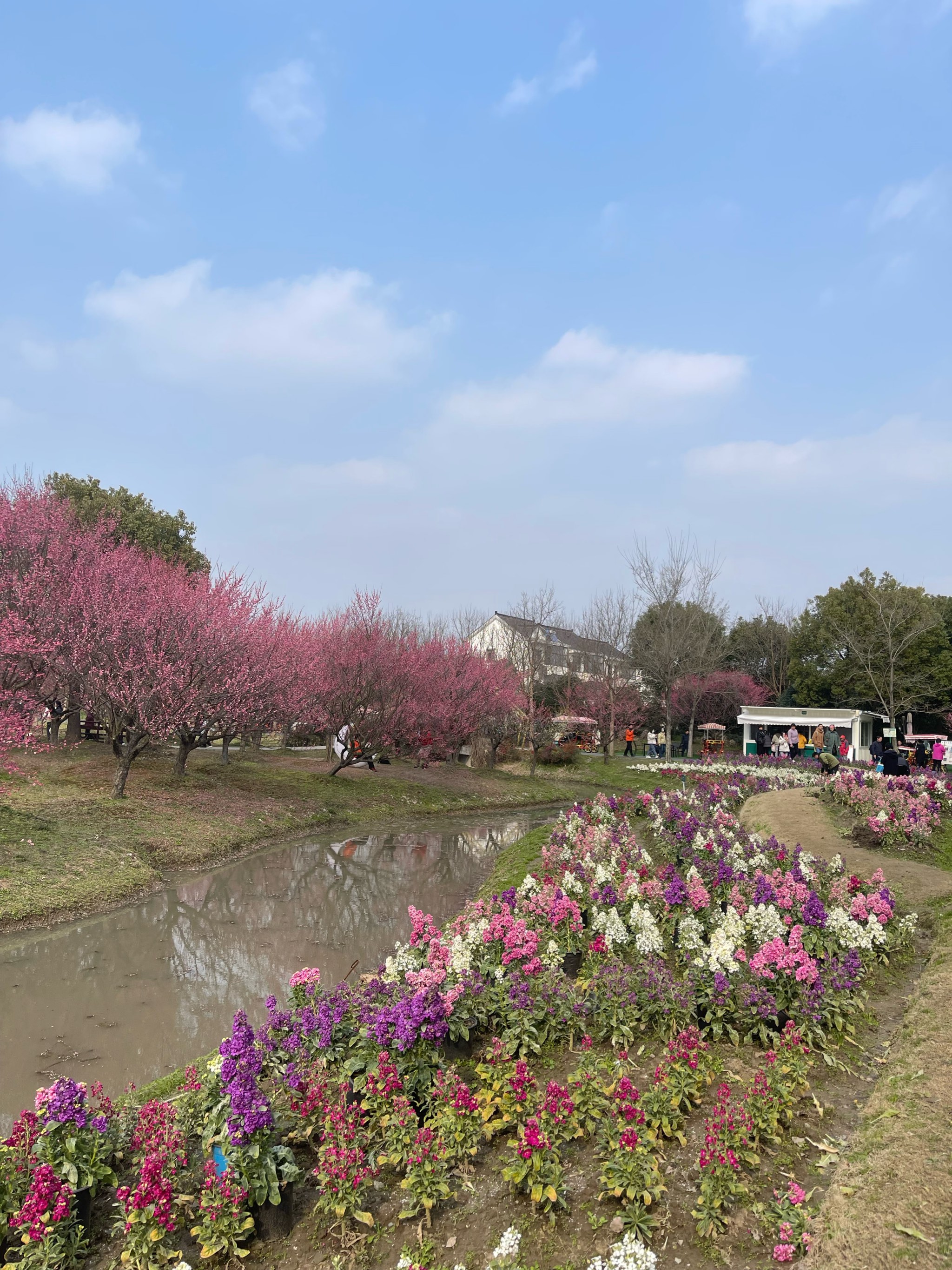 花开海上生态园梅花图片