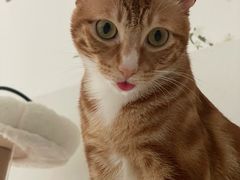 -乐琪宠物医院·犬猫专科·骨外科·急重症