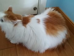 -李小姐の猫咖啡馆(五角场店)