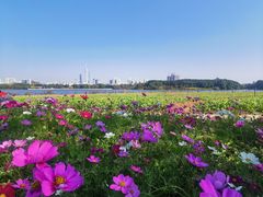 -海珠湖公园