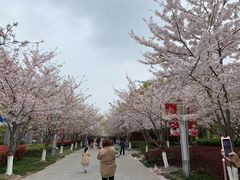 景点-高东镇樱花园