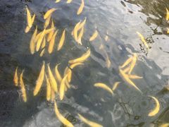 景观位-可心烤鱼