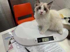 -伟伟宠物医院·CT影像中心·瑞派犬猫综合性门诊(汉口总院)