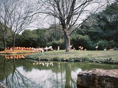 -上海野生动物园