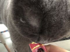 -我爱猫咪·猫咖·狗咖·安哥拉兔·羊驼咖(小寨华旗店)