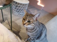 -猫儿山۰猫主题餐厅