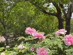 -国家植物园南园