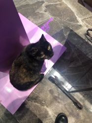 -RL Nail·瑞丽美甲美睫品牌原创店