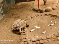 -西霞口神雕山野生动物世界