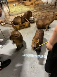 -Zoolung Zoolung动物主题公园(海信广场店)