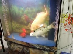 -朱村黄塘建华烧鸡