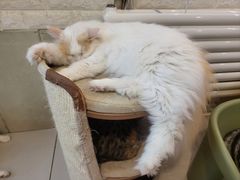-平行世界·猫咖(首经贸店)