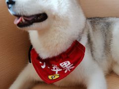 -Husky Go! 哈士奇体验馆·宠物咖啡厅狗咖