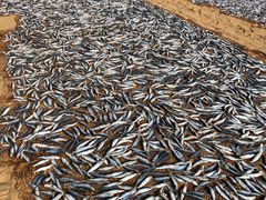 -尼甘布海鲜市场