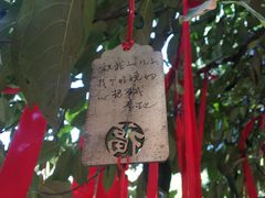 -西双版纳原始森林公园