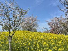 -东平国家森林公园