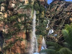 -奥兰多迪士尼动物王国乐园