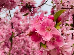 -海棠花溪(元大都城垣遗址公园)