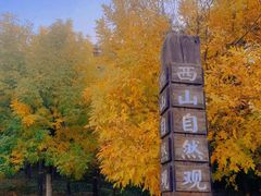 -北京西山国家森林公园