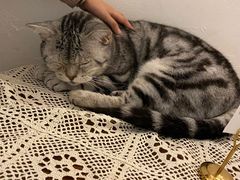 -猫友咖啡店(玉林西路店)