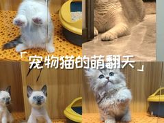 -欣宠猫屋·矮脚拿破仑·蓝金金渐层