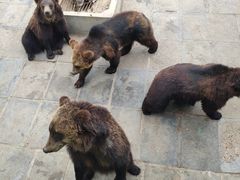 -西霞口神雕山野生动物世界