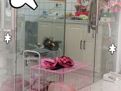 -Pets First伊珊娜洗护·精致美容·家庭式寄养(新会路店)