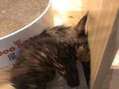 -屋虎猫馆(宝安大仟里店)