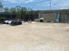 -南汇新场正宗水蜜桃采摘