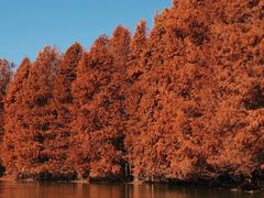 -上海海湾国家森林公园