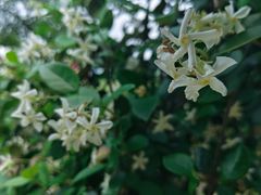 -广西壮族自治区药用植物园