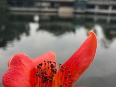 -泮溪酒家(荔枝湾店)