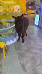 点击看大图 -神奇动物撸宠馆·羊驼·小浣熊·异宠(豫园店)