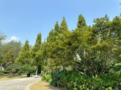 -合肥滨湖国家森林公园
