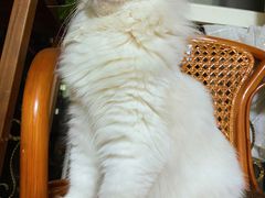 -猫大福·Fortune Cat猫舍(百子湾店)