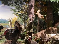 -陕西自然博物馆