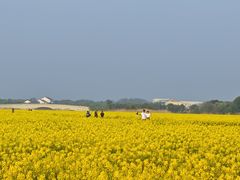 -西京湾花海