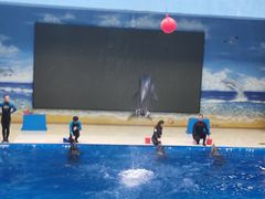 -锦艺城海洋馆