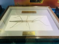 -上海昆虫博物馆