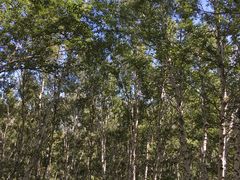 -乌兰布统景区-白桦林