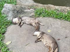 -清迈夜间动物园