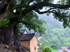 -杨家堂村