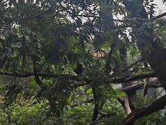 -合肥野生动物园