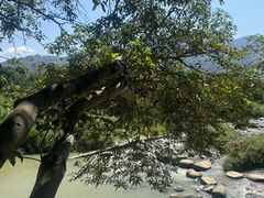 -卿园芳远·正宗石鼓白鸭汤