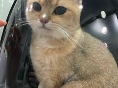 -伟伟宠物医院·CT影像中心·瑞派犬猫综合性门诊(汉口总院)